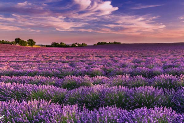 Lavender field in Provence